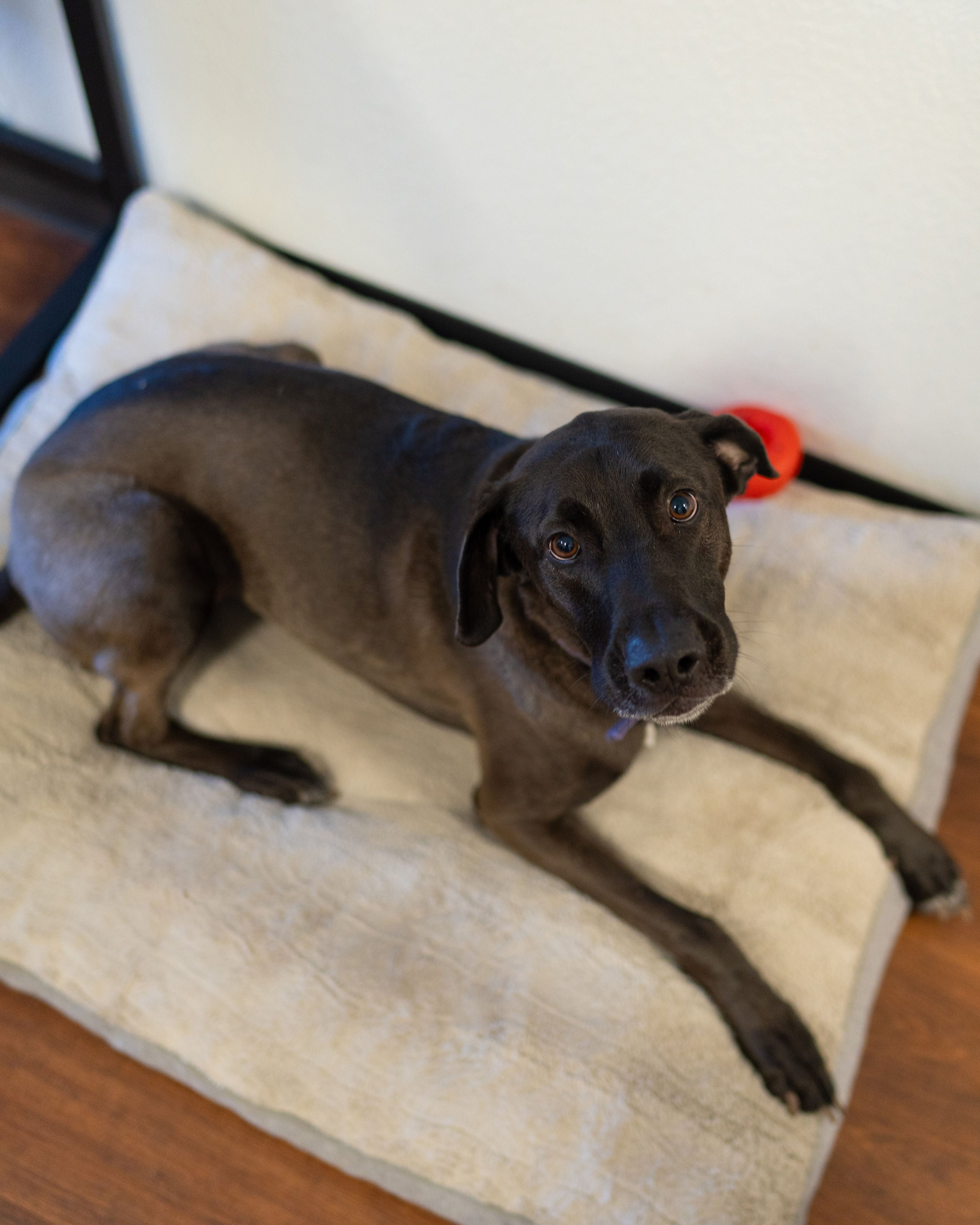 Artie Pennington Law Offices in Kyle TX